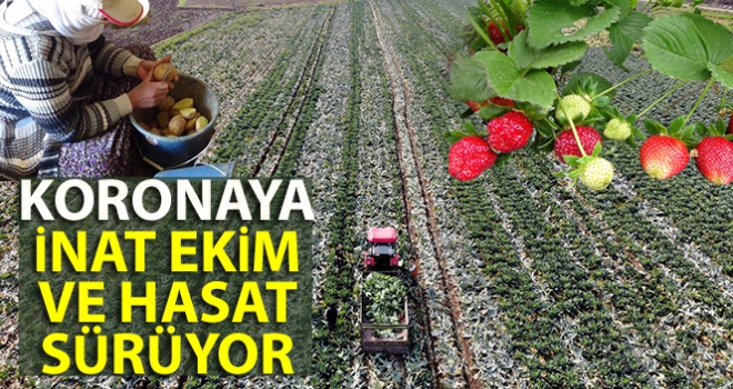 Koronaya inat ekim ve hasat sürüyor