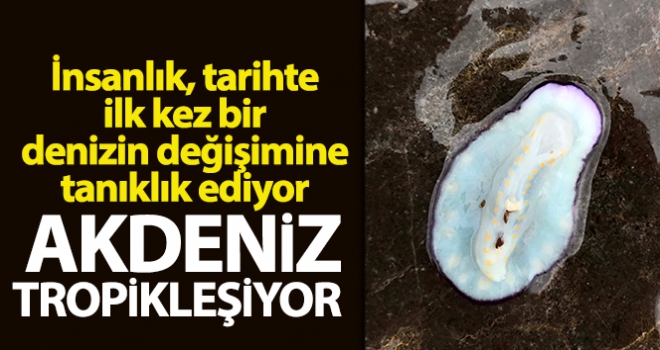 ilk kez bir denizin değişimine tanıklık ediyor: Akdeniz tropikleşiyor