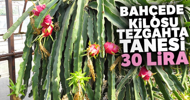 Bahçede kilosu, tezgahta tanesi 30 lira