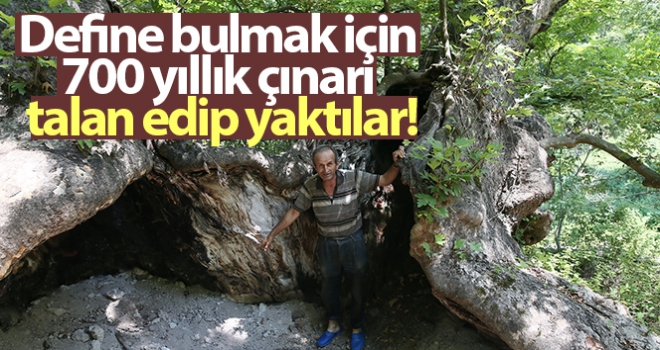 Define bulmak için 700 yıllık çınarı talan edip yaktılar