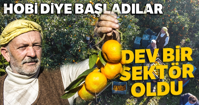 50 yıl önce Balıkesir'de hobi diye başlayan mandalina üretimi dev bir sektör oldu