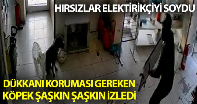 hırsızlar elektrikçiyi soydu, dükkan içerisindeki köpek ise olayı şaşkınlıkla izledi