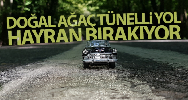 Doğal ağaç tünelli yol kendisine hayran bırakıyor