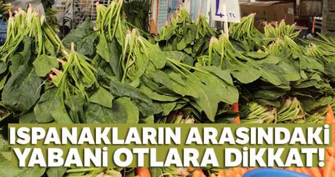 Ispanakların arasındaki yabani otlara dikkat