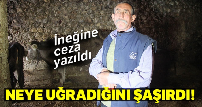 İneğine trafik cezası yazılan besici: 'Ehliyetini alacağız'