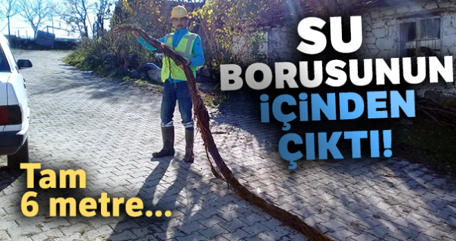 Su borusunun içinden çıktı! Tam 6 metre...