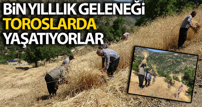 Bin yıllık hasat geleneğini Torosların zirvesinde yaşatıyorlar