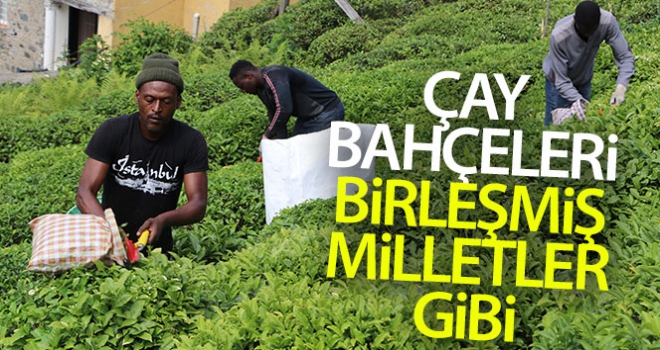 Çay bahçeleri Birleşmiş Milletler gibi