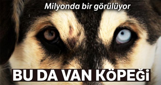 Bu da Van köpeği