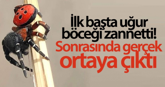 İlk başta uğur böceği zannetti, sonrasında gerçek ortaya çıktı