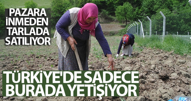 Türkiye'de sadece burada yetişiyor, pazara inmeden tarlada satılıyor