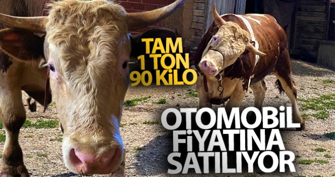 Otomobil fiyatına 1 ton 90 kiloluk kurbanlık