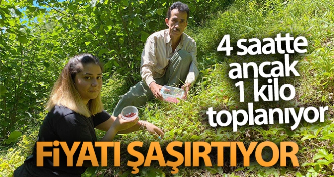 Dağlardan 4 saatte ancak 1 kilo toplanabiliyor, 150-200 TL'den satılıyor