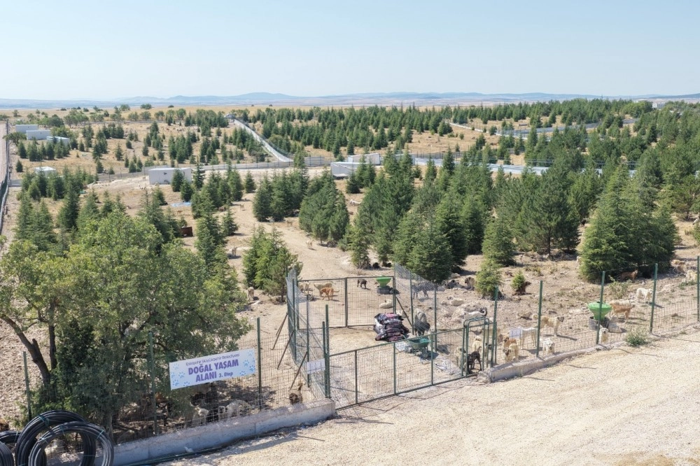 Eskişehir Büyükşehir’den sahipsiz hayvanlara yeni proje