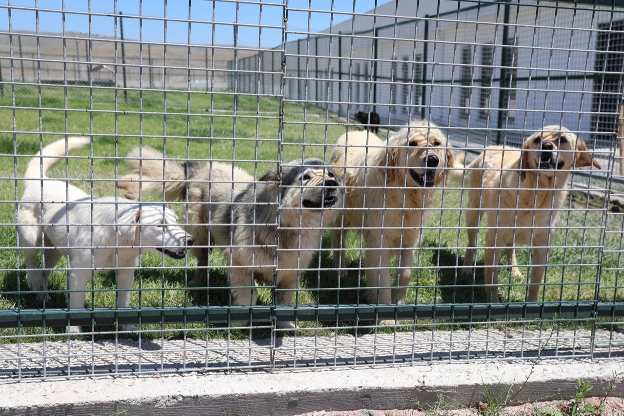 Kayseri Kocasinan'da can dostlara tam donanımlı yaşam merkezi