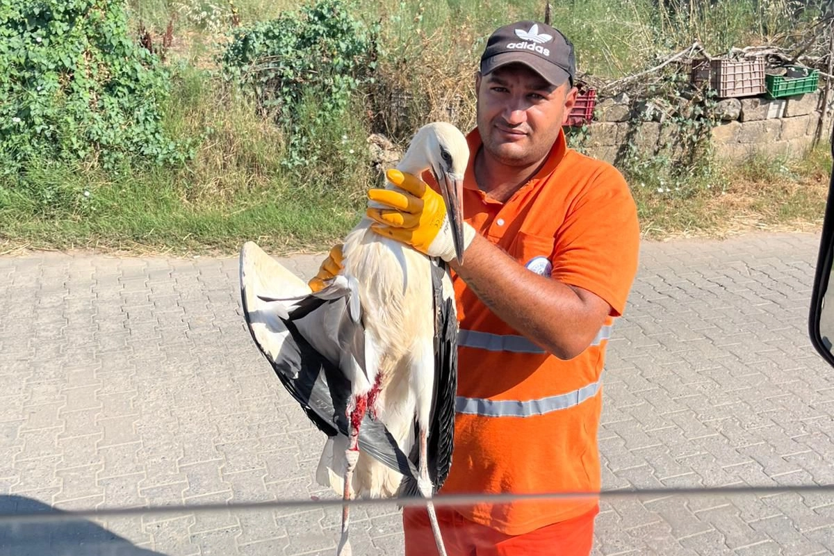 Muğla Milas'ta yaralı leyleğin imdadına yetişti