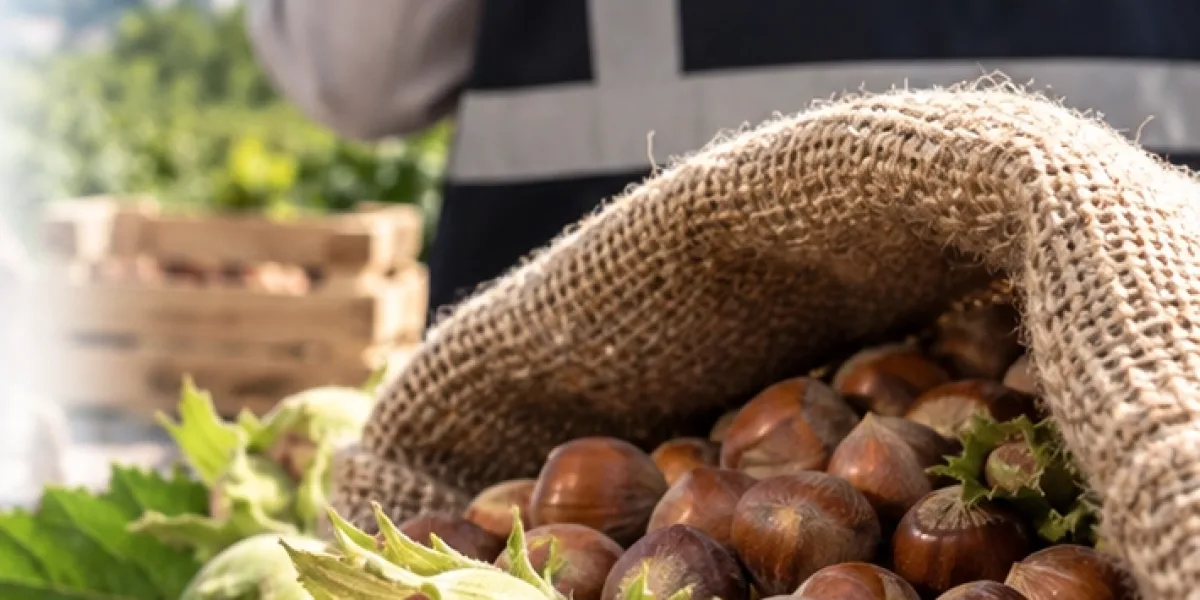 Fındık piyasasında mercek büyütüldü! Ordu ve Giresun’da müfettişler sahada